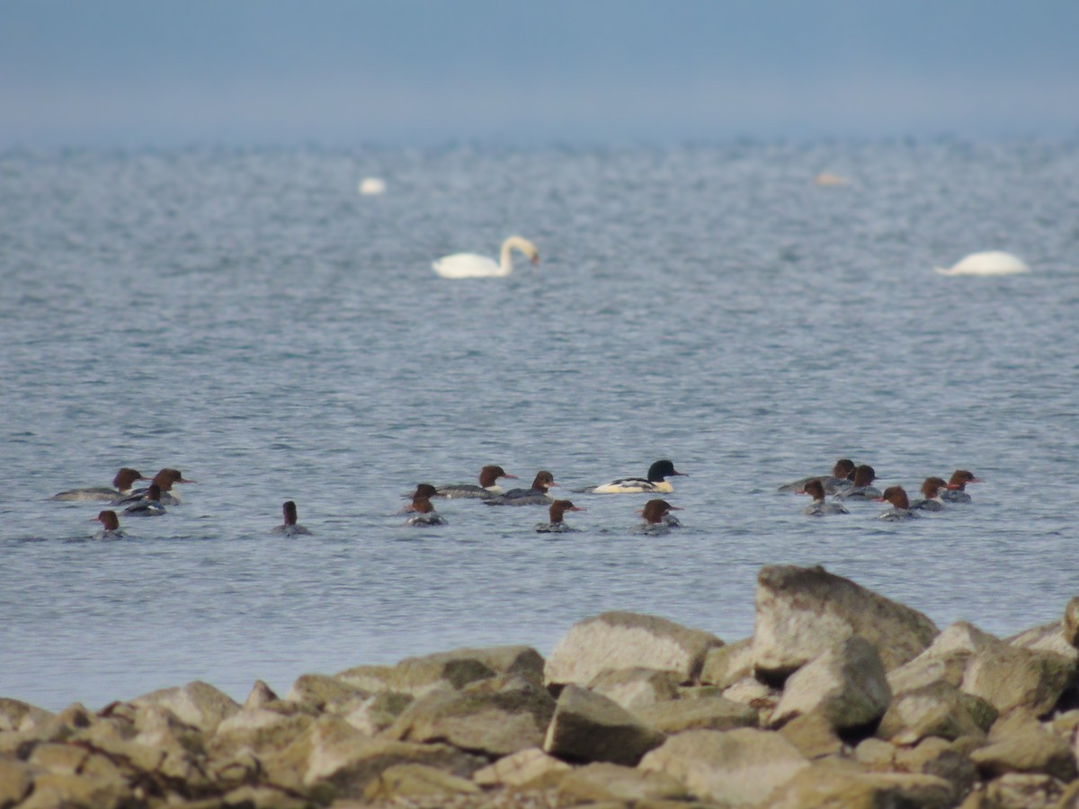 Common Merganser - ML646508953