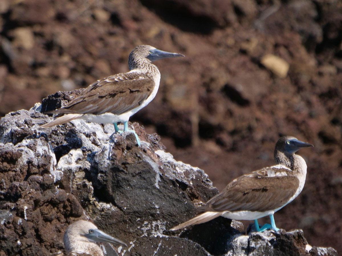 Piquero Camanay - ML646508955