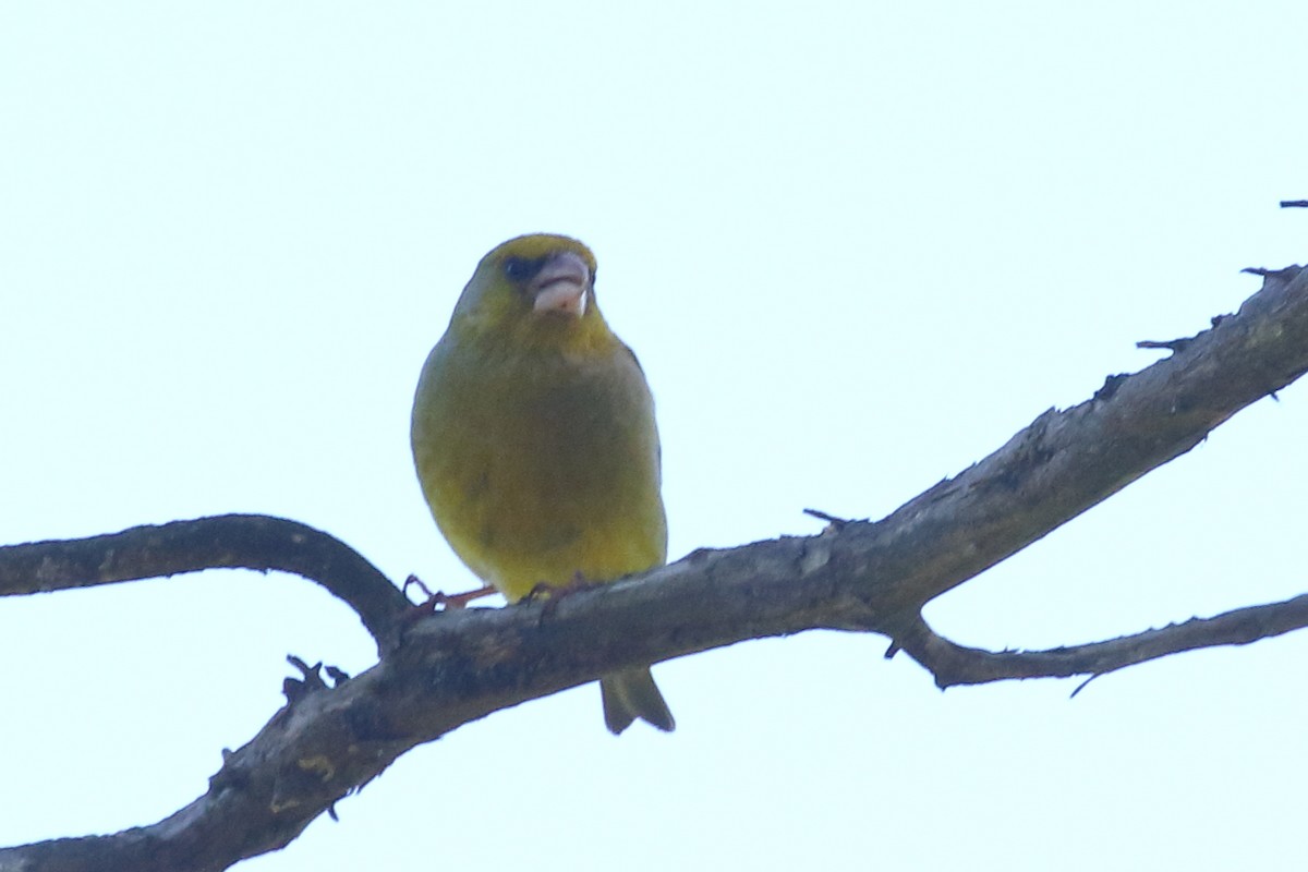 Verderón Común - ML646508957