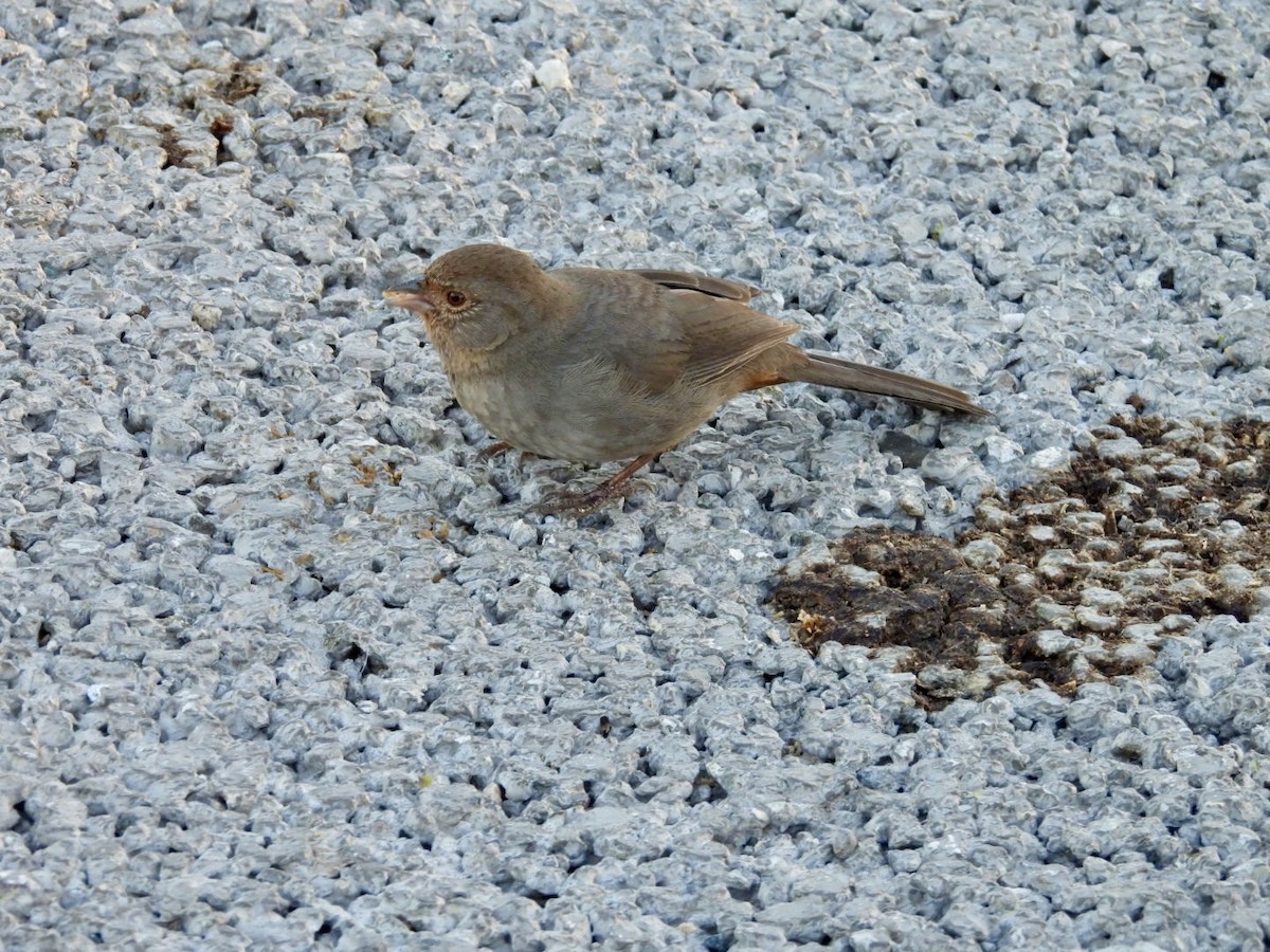 California Towhee - ML646508958
