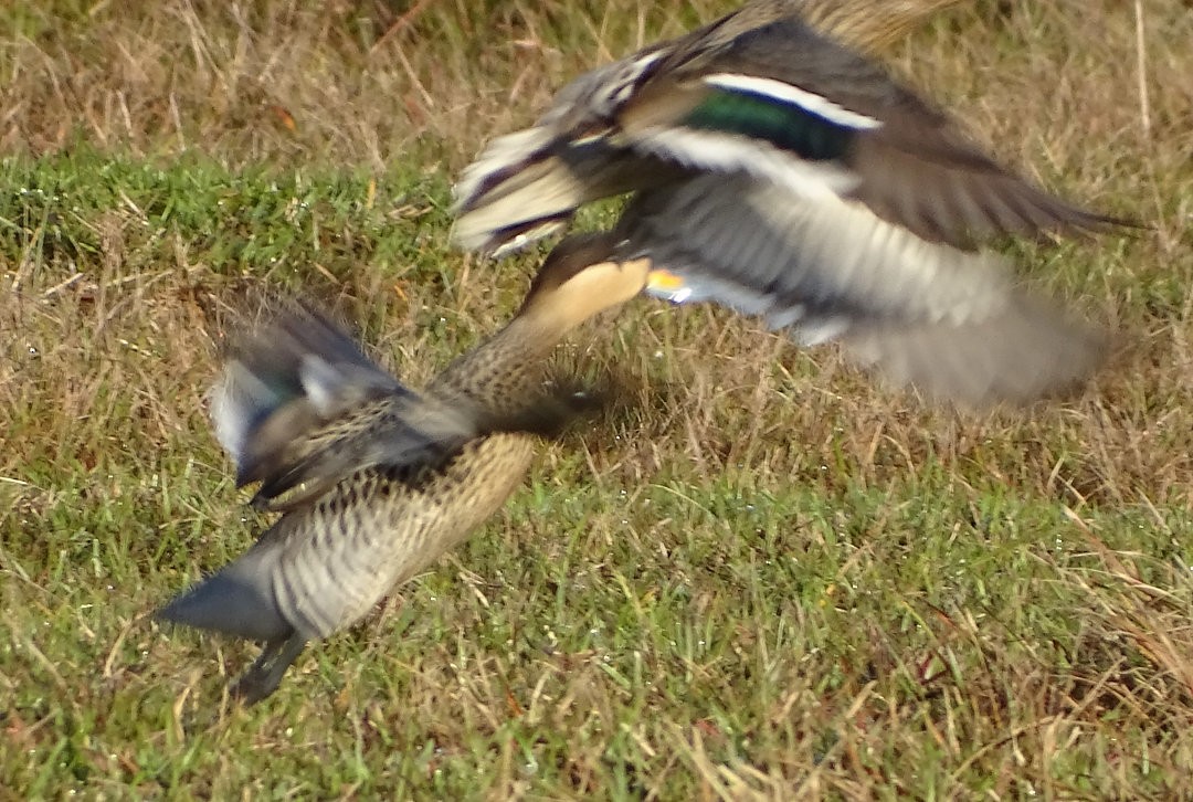 Чирянка чорноголова - ML646508960