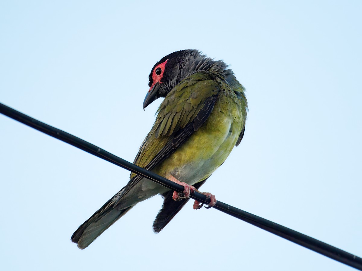 Зелёная инжирница - ML646508965