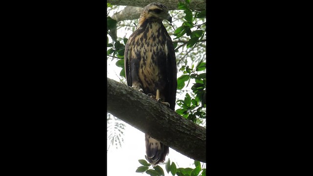 Канюк-крабоїд чорний - ML646508966