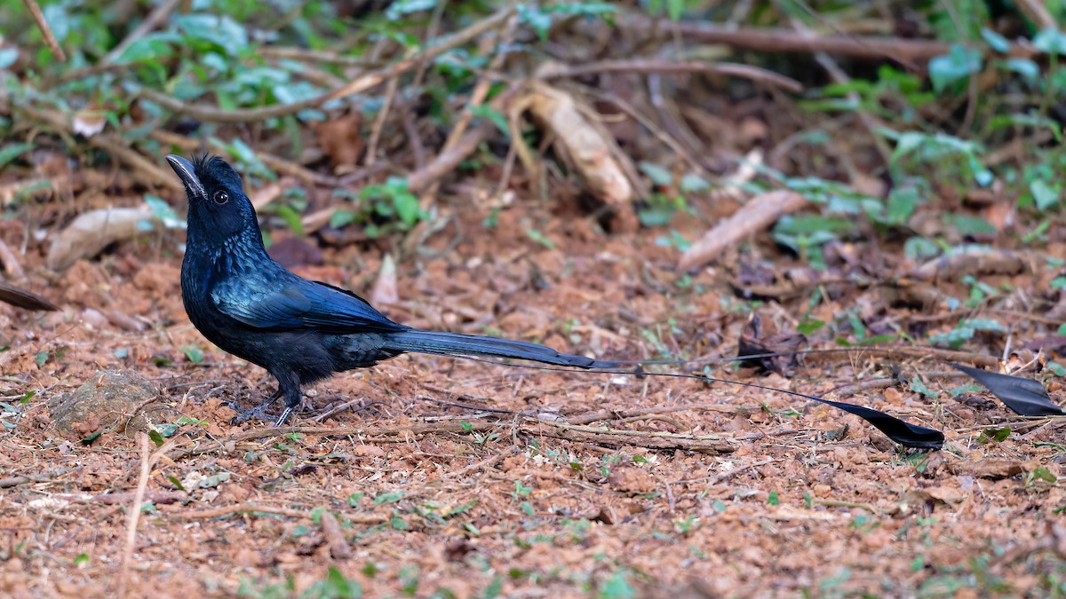 Райский дронго - ML646508969