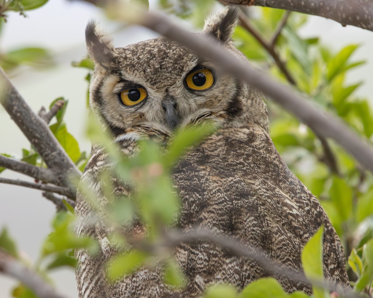 Lesser Horned Owl - ML646508971