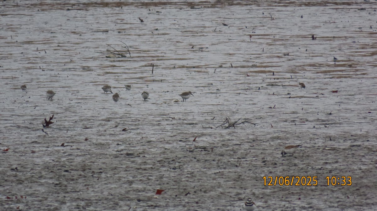 ハマシギ - ML646508975