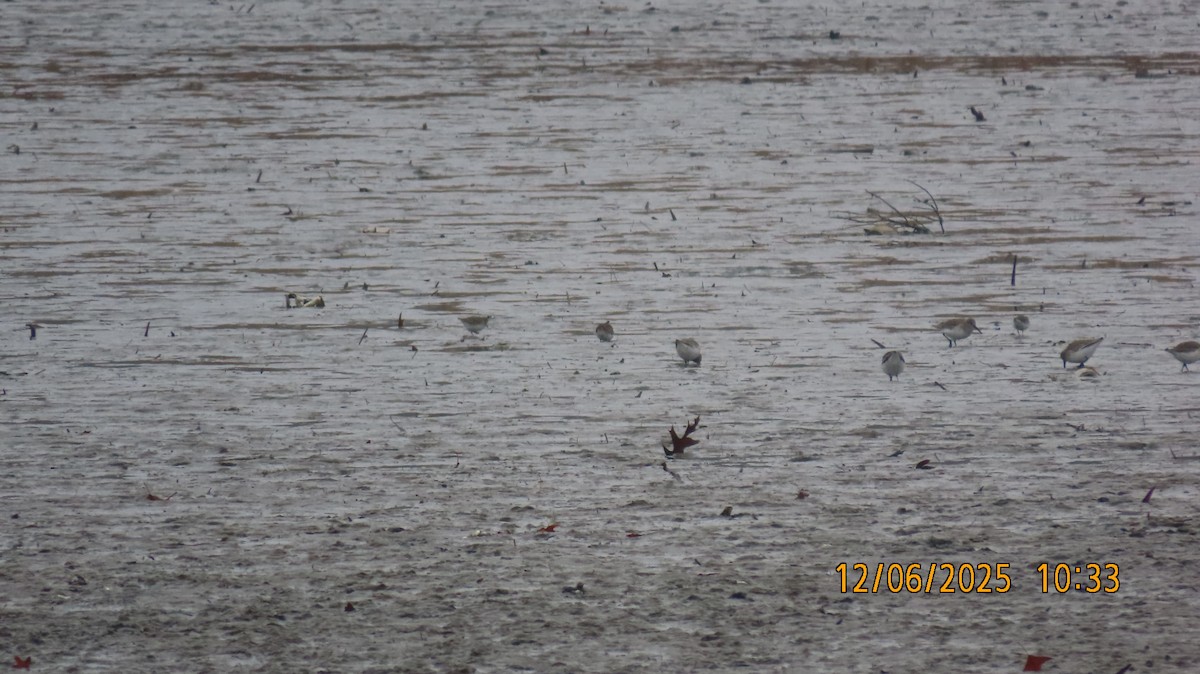 ハマシギ - ML646508976