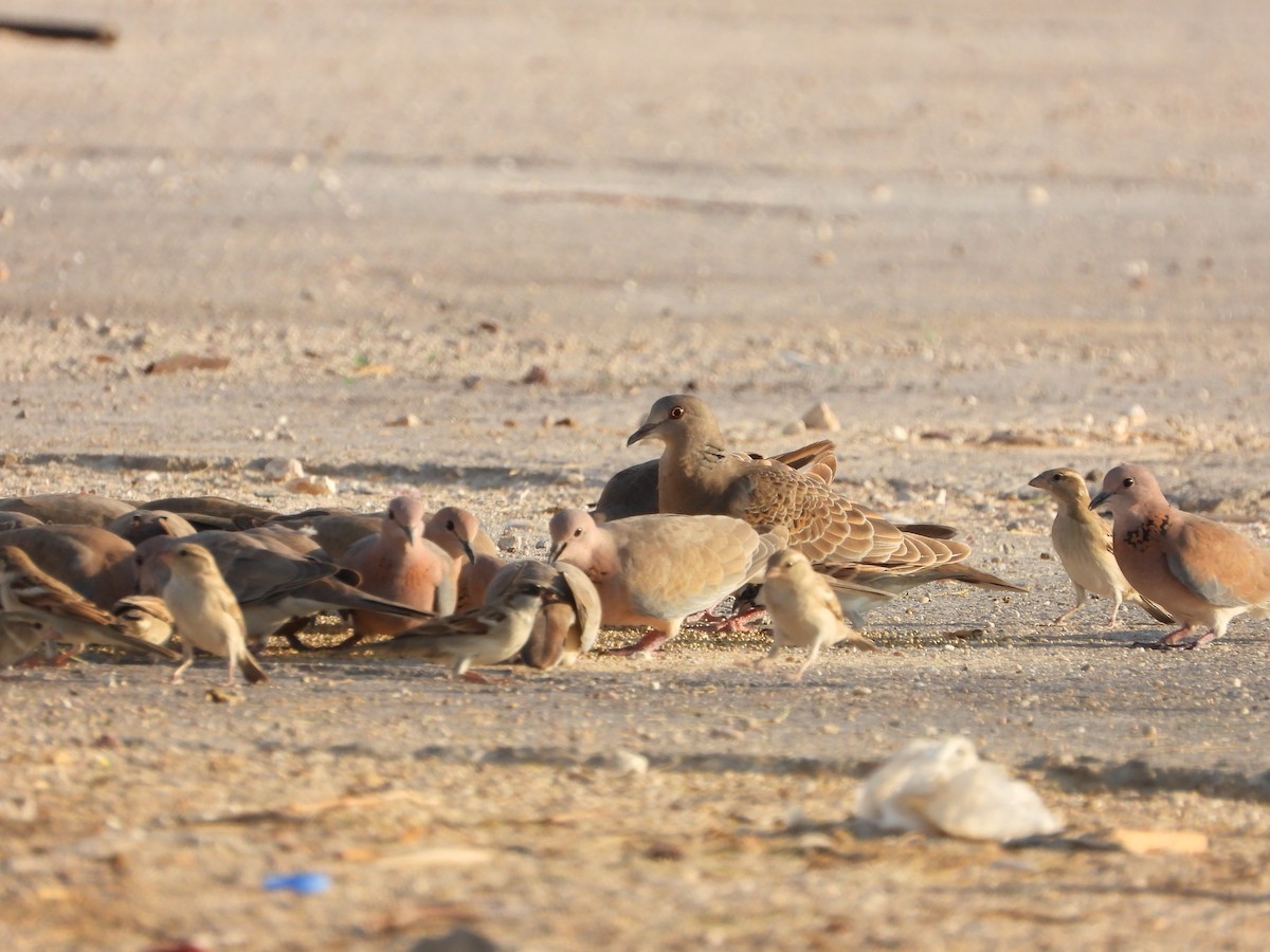 キジバト - ML646508977