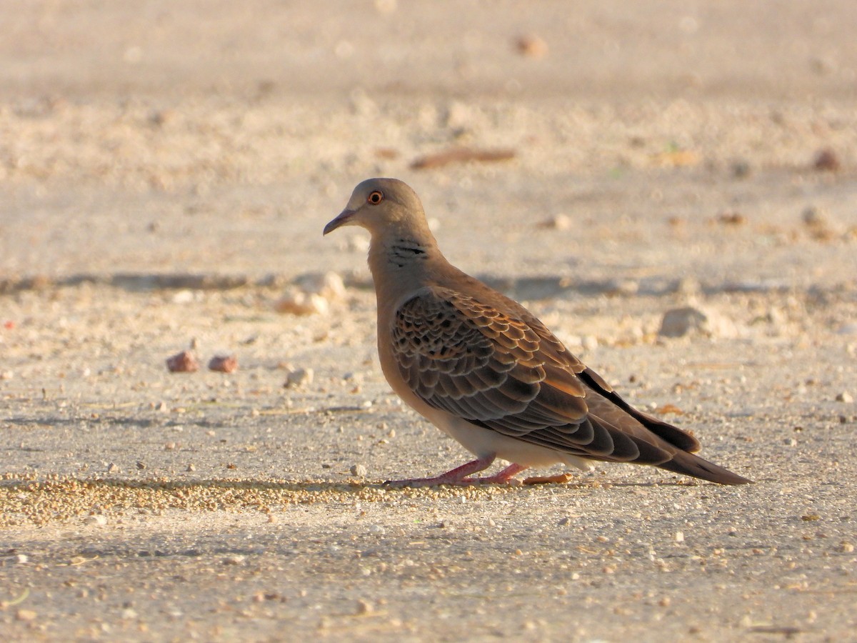 キジバト - ML646508978