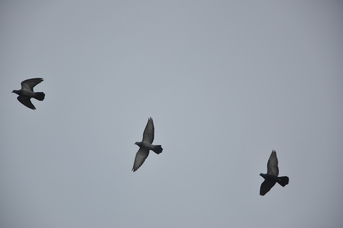 יונת בית - ML646508980