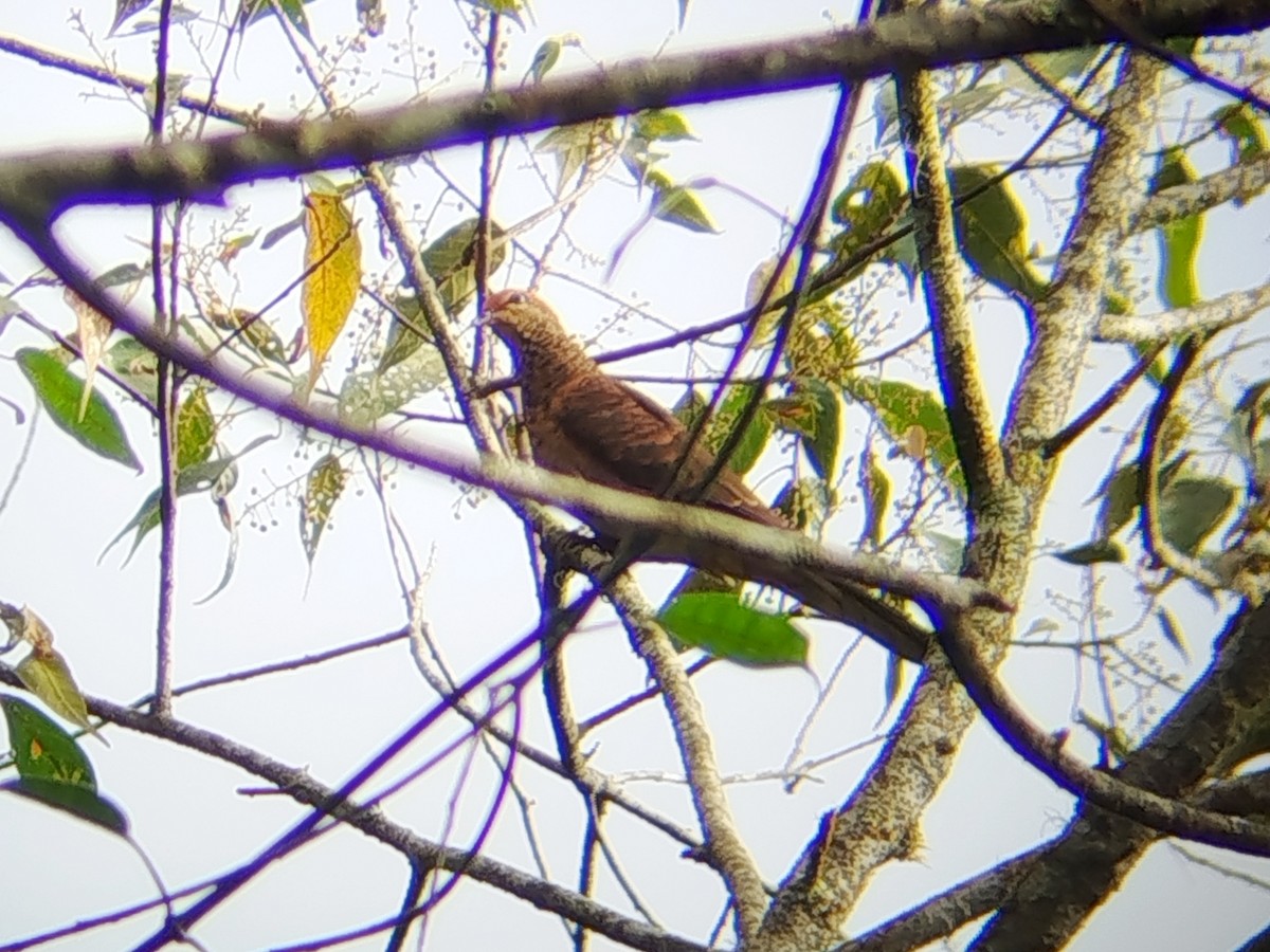 Little Cuckoo-Dove - ML646508985