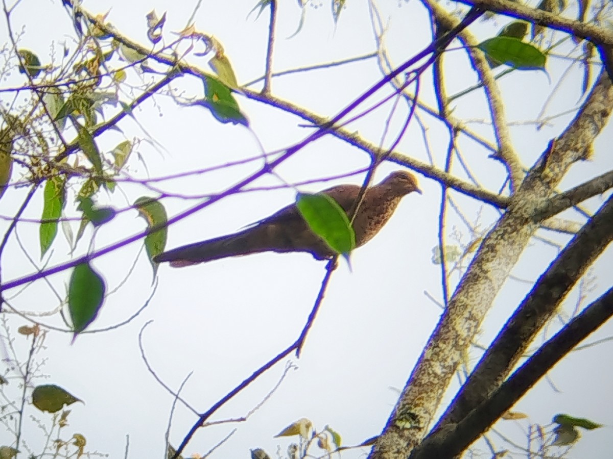 Little Cuckoo-Dove - ML646508986