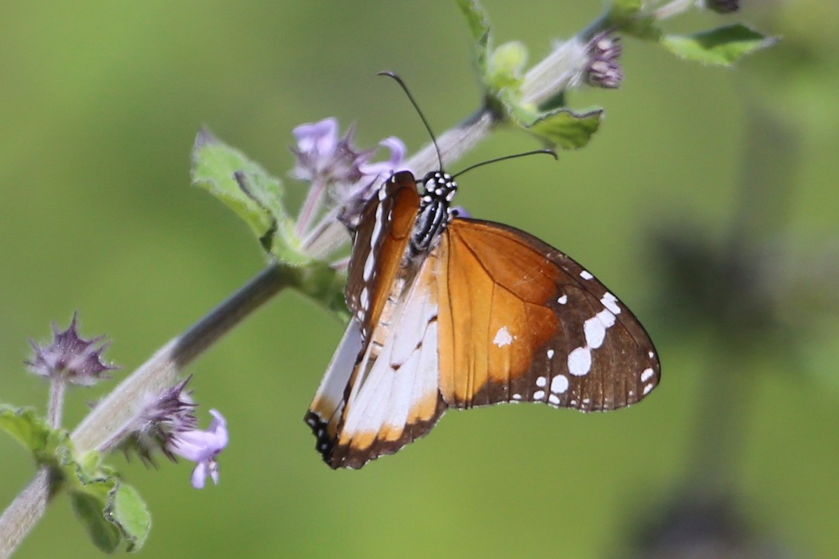 Insects - ML646508998