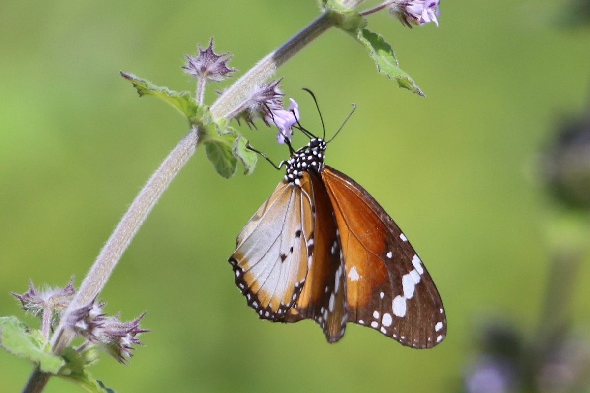 Insects - ML646508999