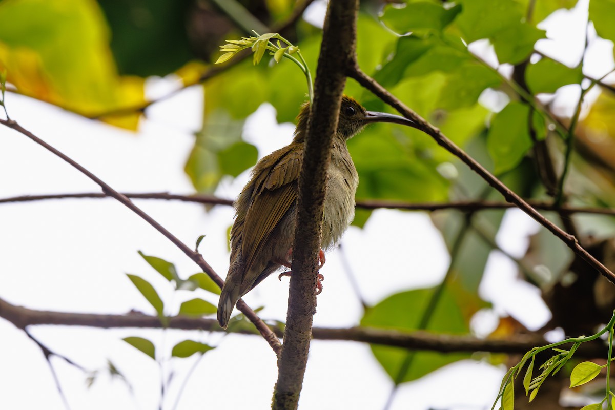 ハイムネクモカリドリ - ML646509000