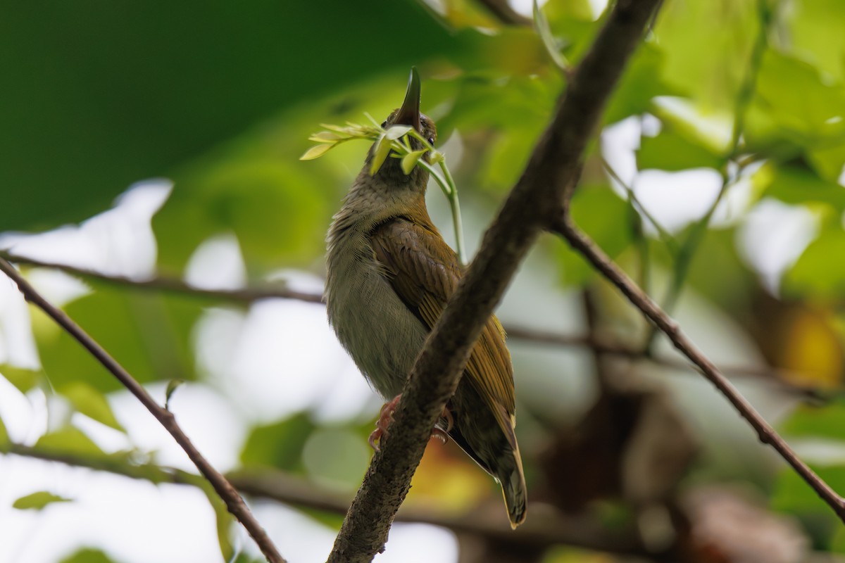 ハイムネクモカリドリ - ML646509001