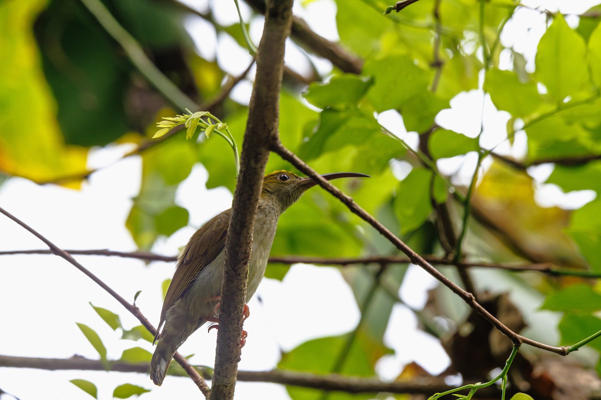 ハイムネクモカリドリ - ML646509002