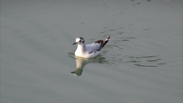 Мартин малий - ML646509003