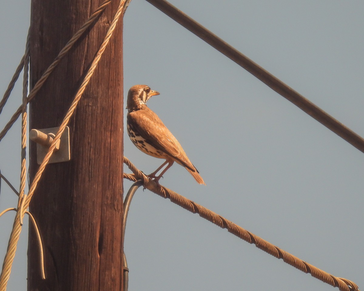 Akaziendrossel - ML646509004