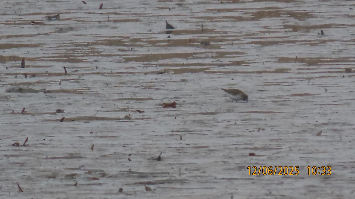 アメリカヒバリシギ - ML646509006