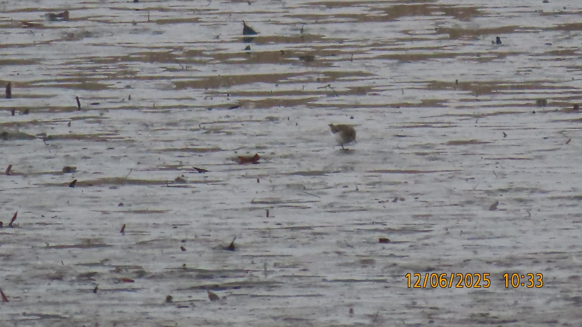 アメリカヒバリシギ - ML646509007