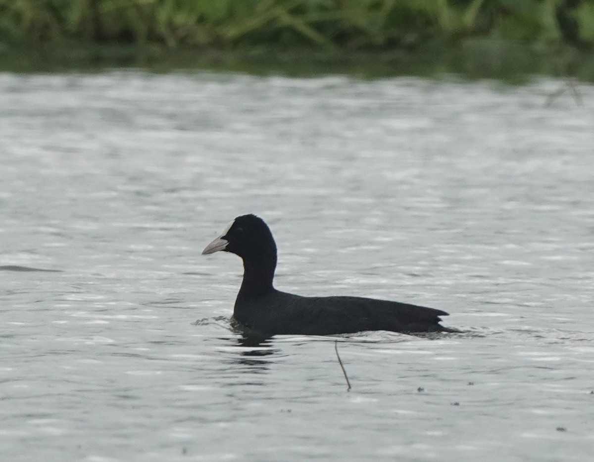 Eurasian Coot - ML646509008