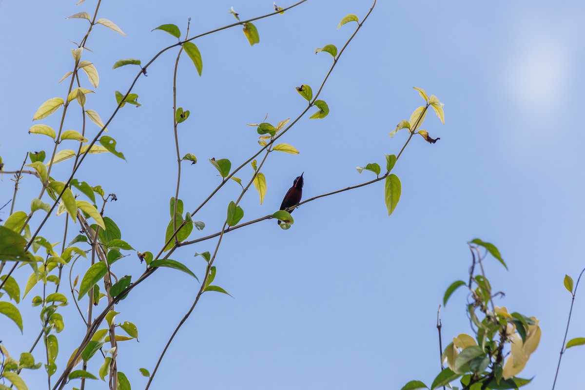 アンハッセルトタイヨウチョウ - ML646509009