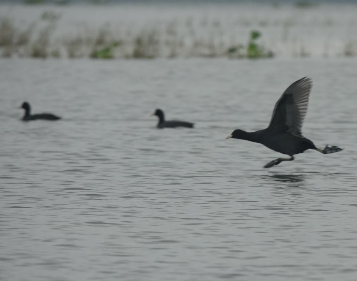 Eurasian Coot - ML646509010