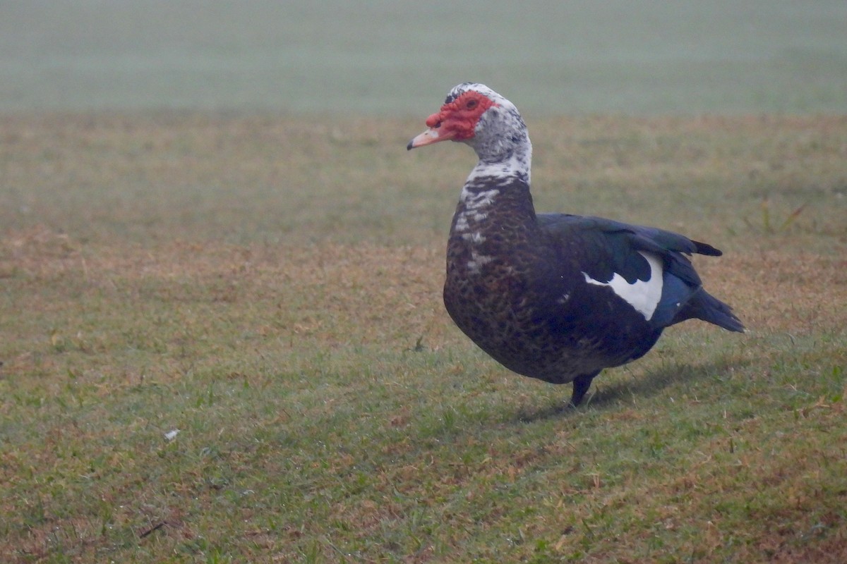 Canard musqué (forme domestique) - ML646509015