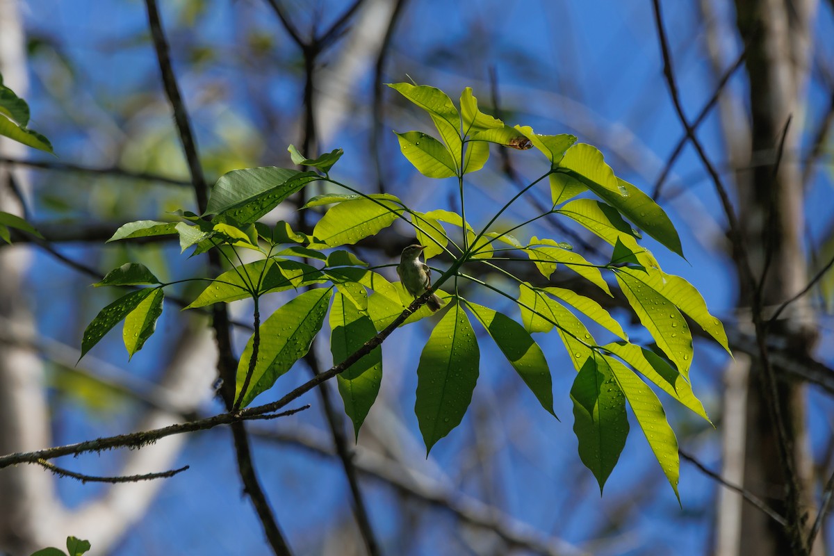 キマユムシクイ - ML646509016