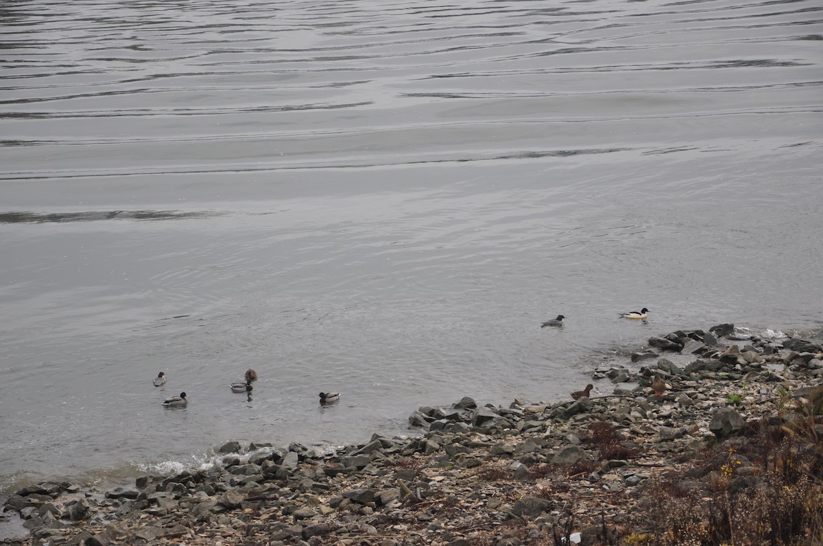 morčák velký (ssp. merganser/orientalis) - ML646509018