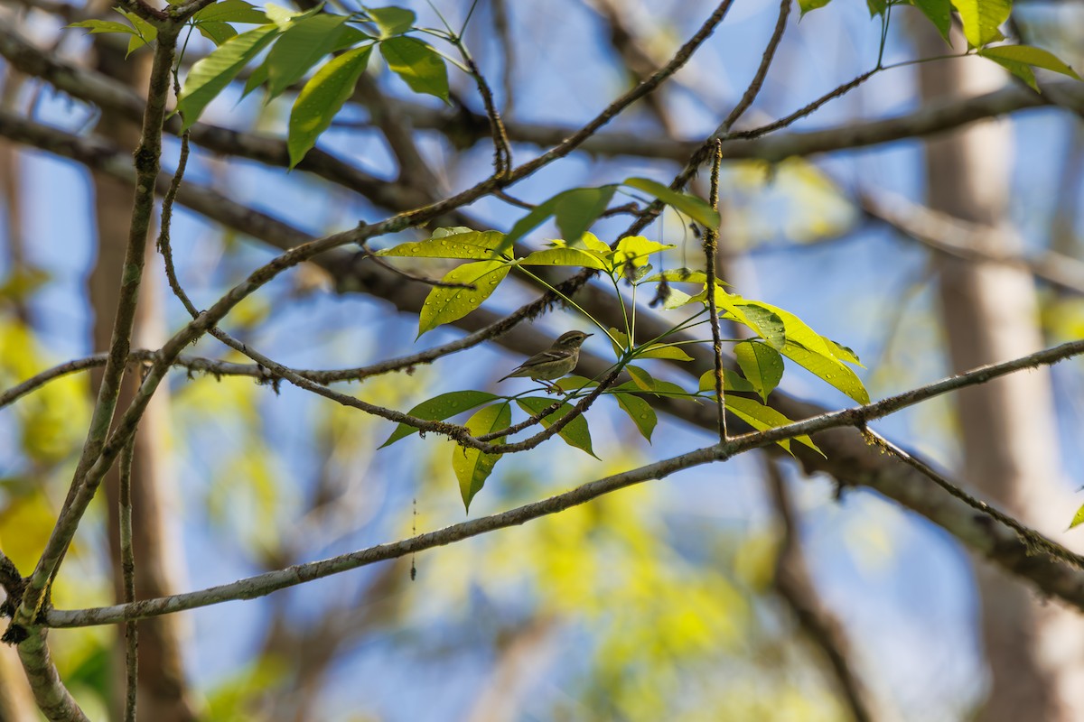 キマユムシクイ - ML646509021