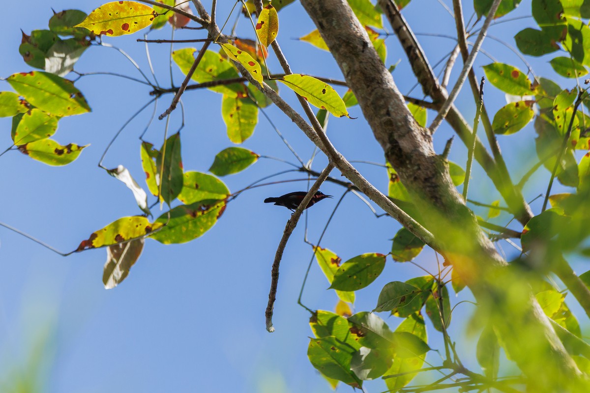 アンハッセルトタイヨウチョウ - ML646509024