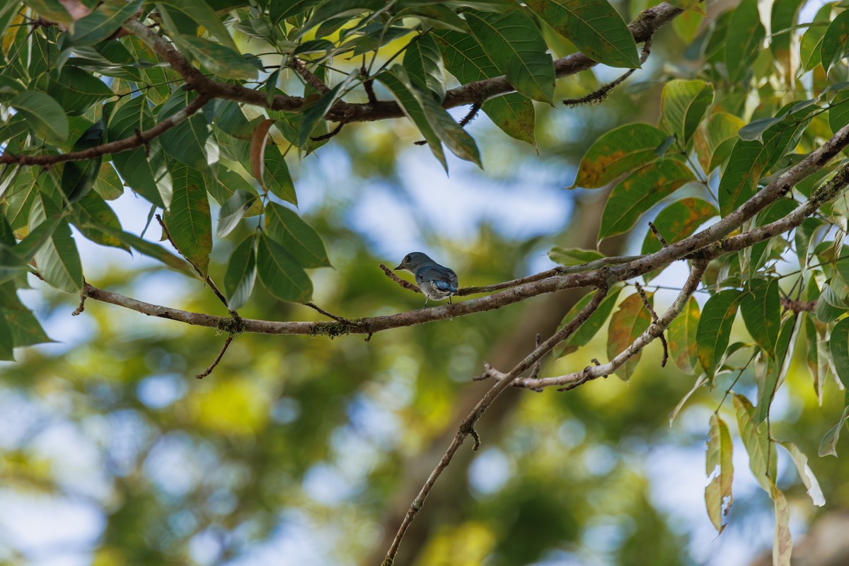 ロクショウヒタキ - ML646509025