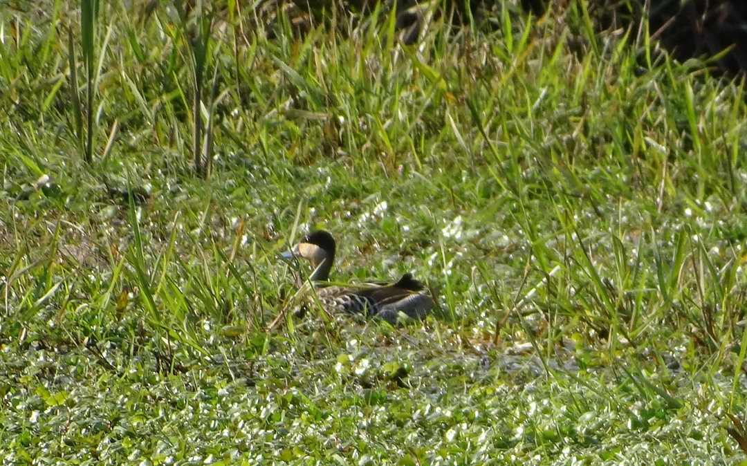 Чирянка чорноголова - ML646509027