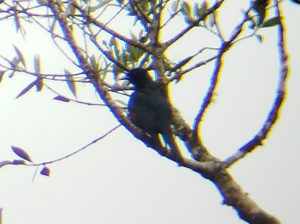 Black-and-crimson Oriole - ML646509029