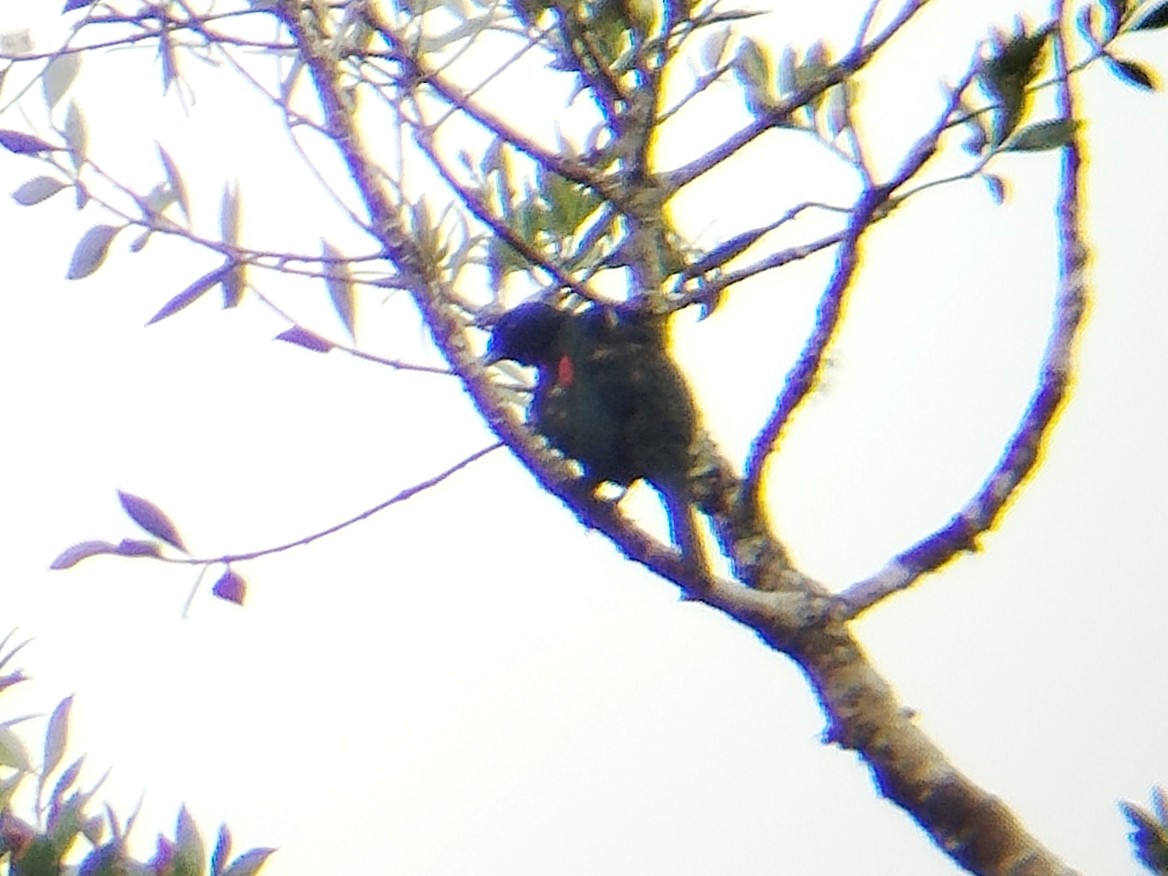 Black-and-crimson Oriole - ML646509030