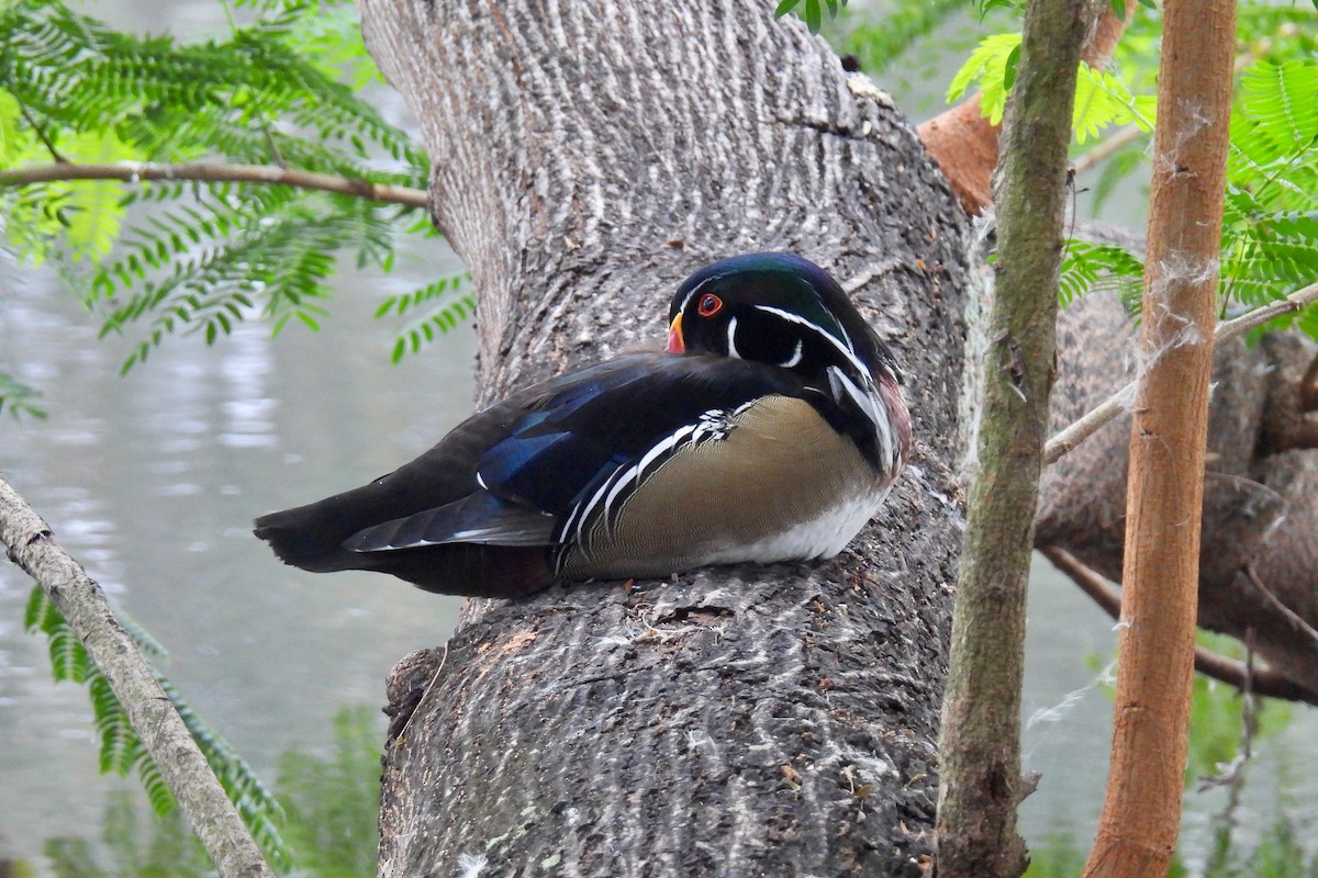 Canard branchu - ML646509031