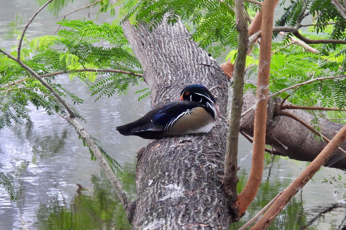 Canard branchu - ML646509032