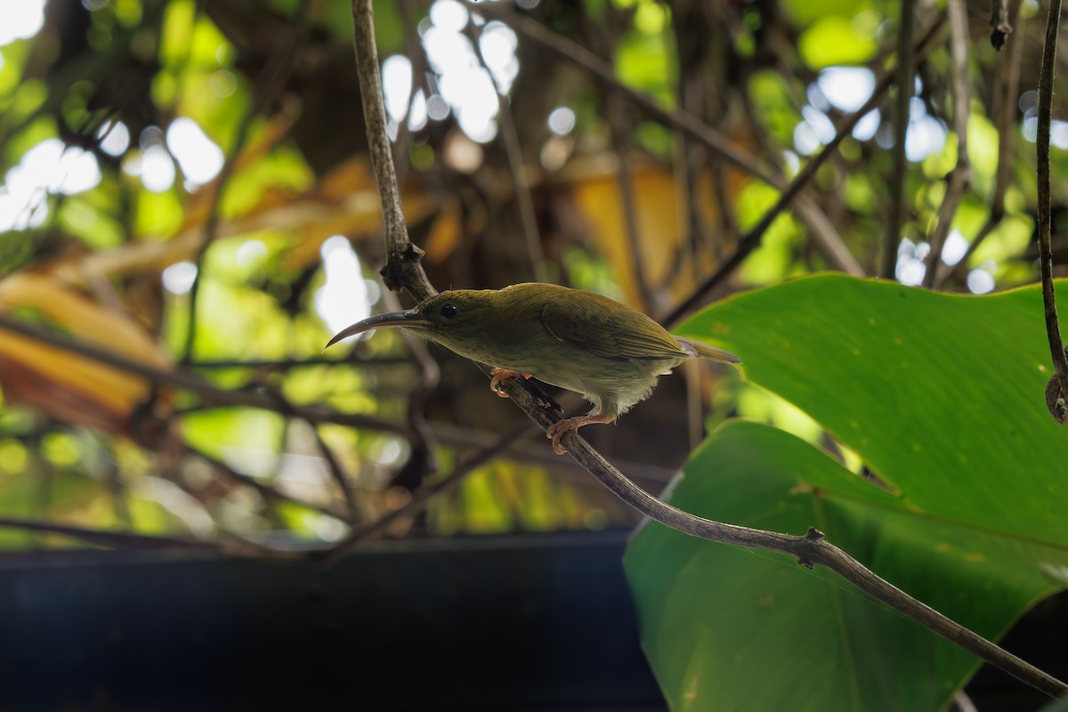 ハイムネクモカリドリ - ML646509036