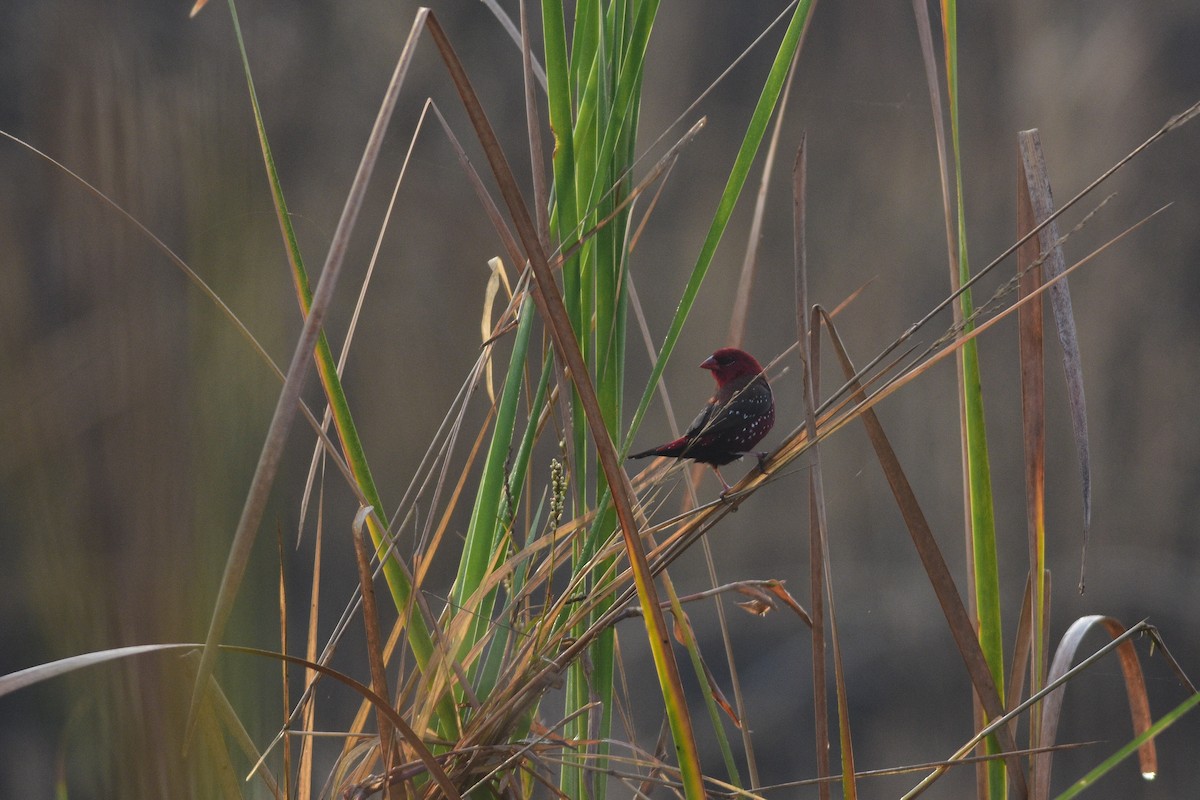 Red Avadavat - ML646509037