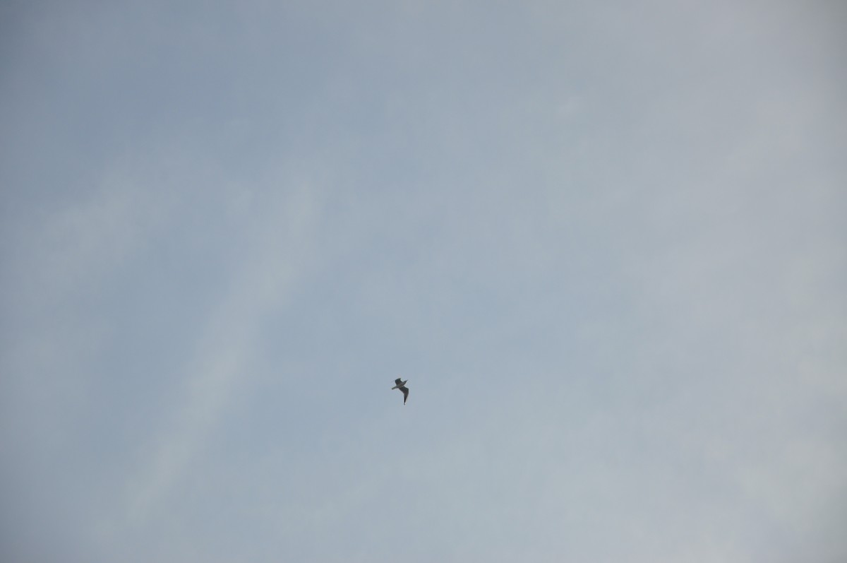 racek chechtavý - ML646509042