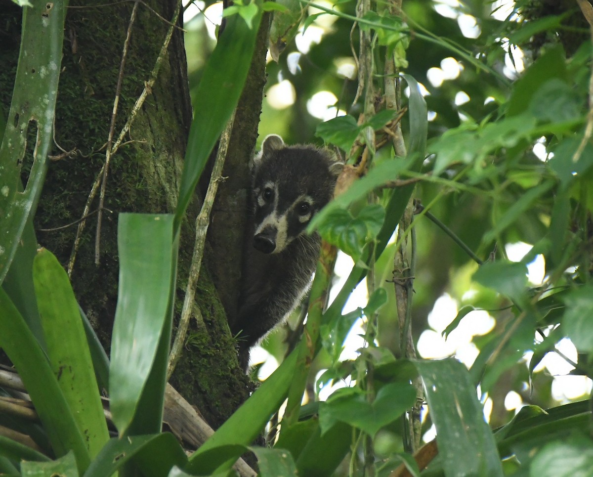 Coatis - ML646509045