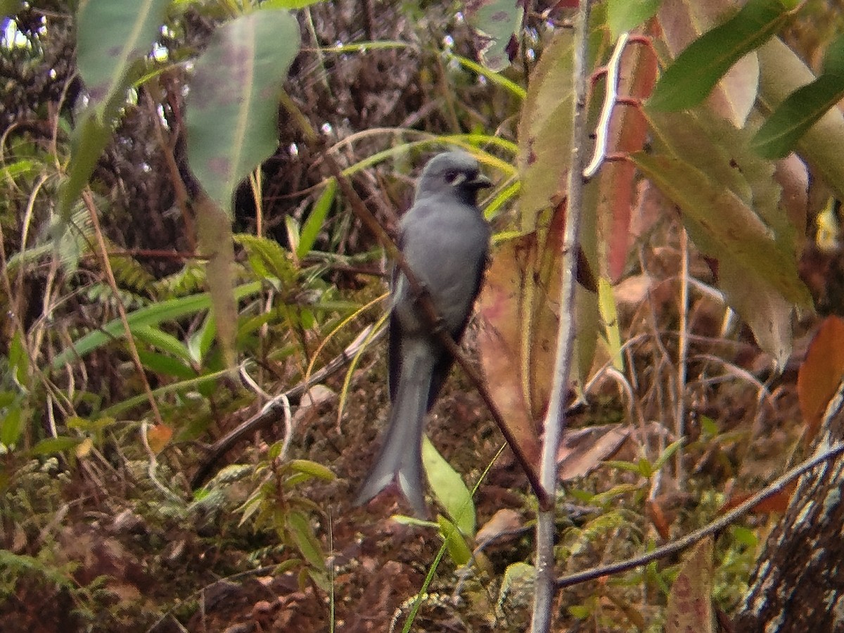 Дронго сірий - ML646509048