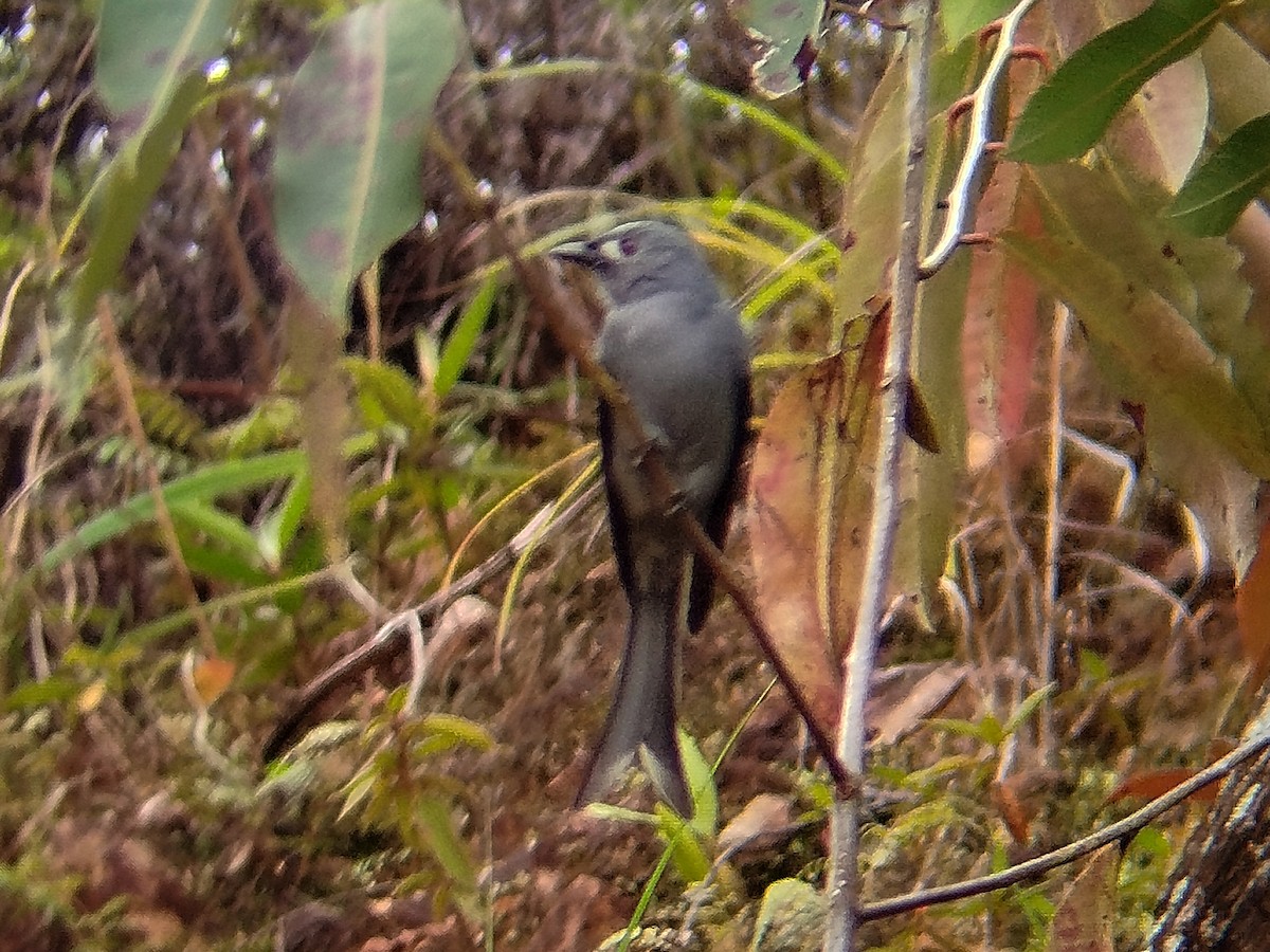 Дронго сірий - ML646509049