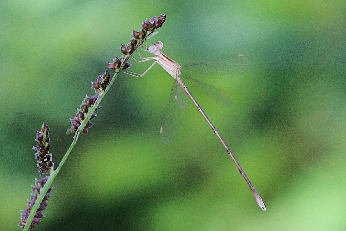 Insects - ML646509053