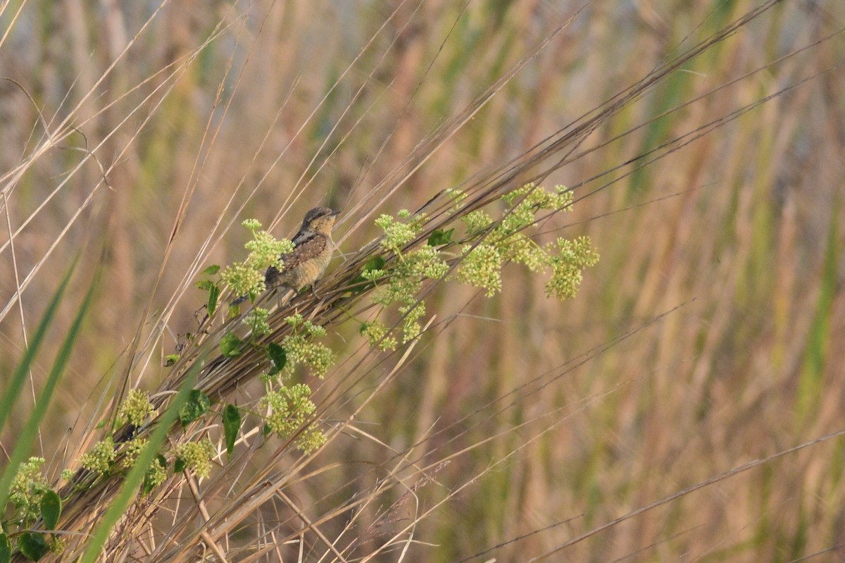 Eurasian Wryneck - ML646509055