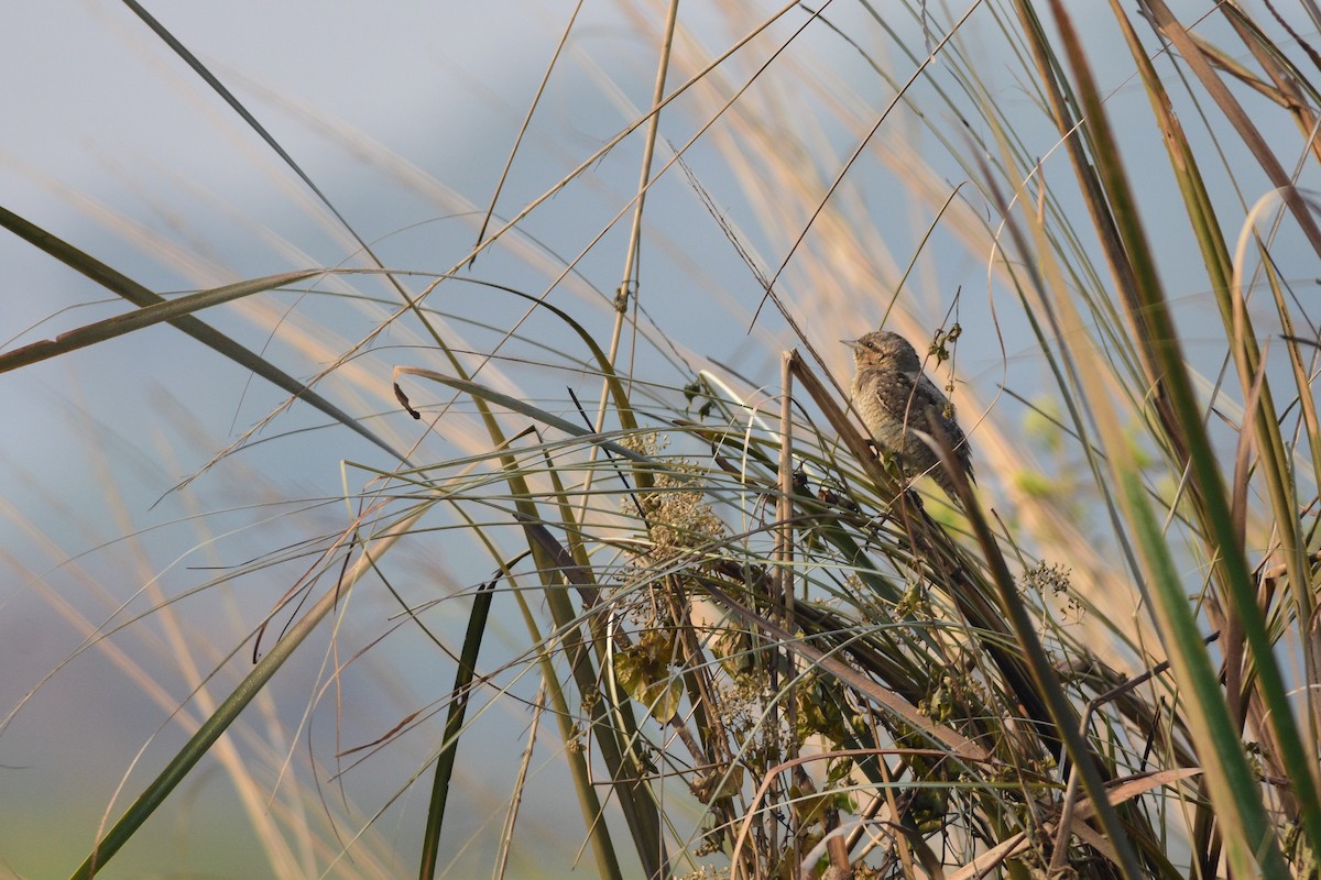 Eurasian Wryneck - ML646509056
