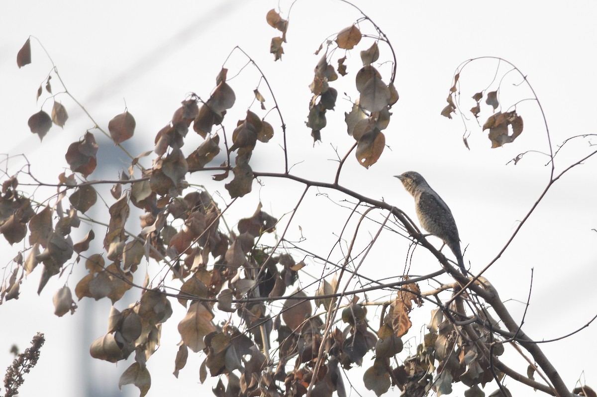 Eurasian Wryneck - ML646509057