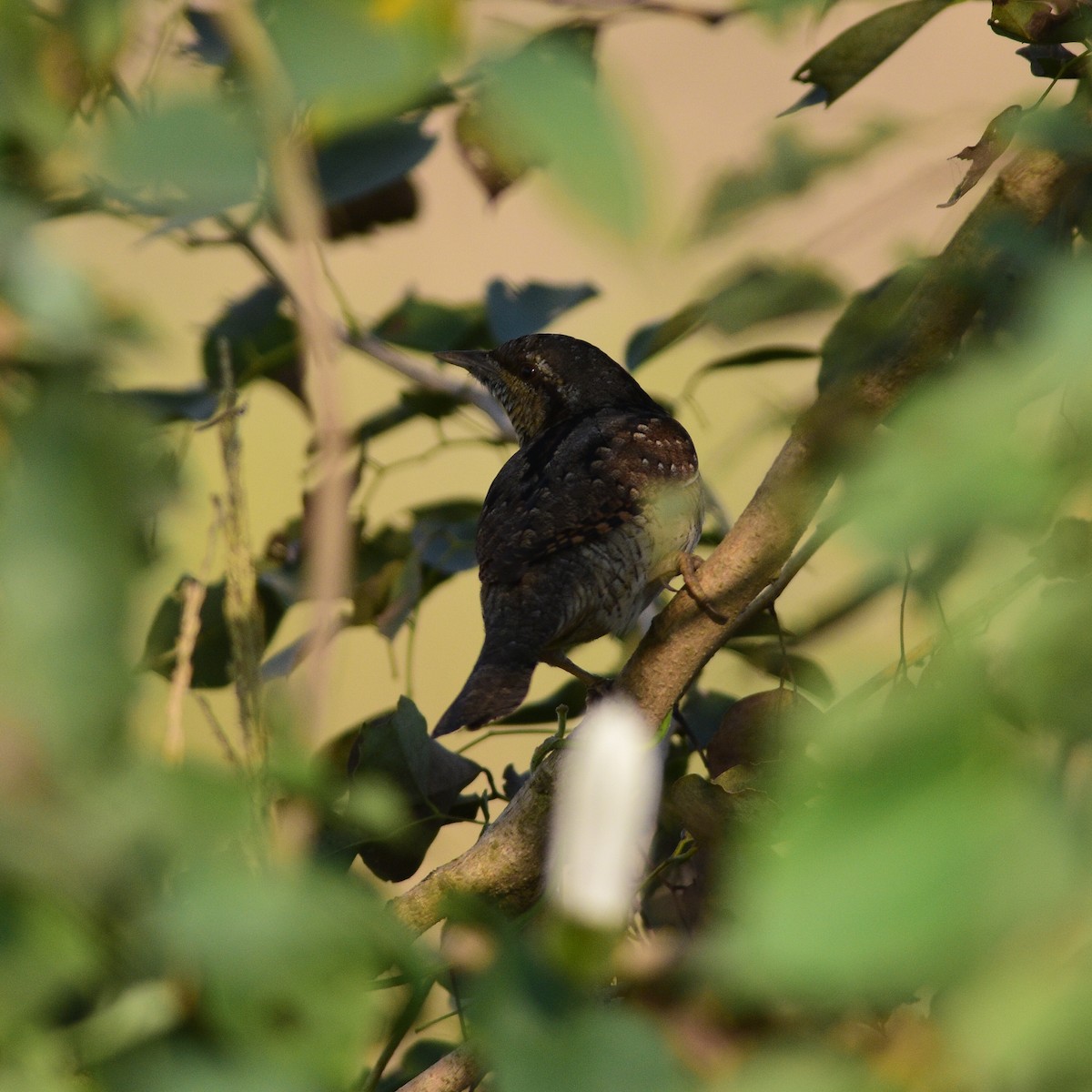 Eurasian Wryneck - ML646509058